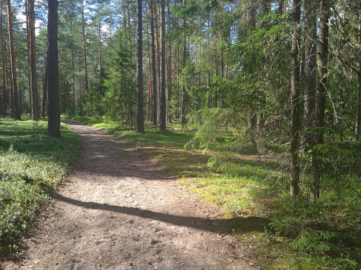 Фото автора, июнь 2022г.