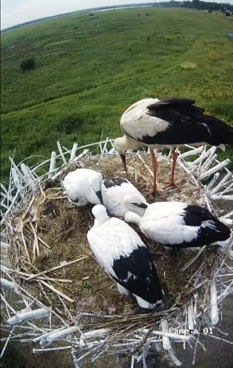 Четверо птенцов дикой пары с одним из родителей на следующий день после взятия анализов