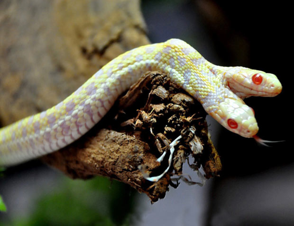Пьют ли змеи. Королевская змея Калифорнийская Albino. Королевская Кобра альбинос. Двухголовая змея альбинос. Двухголовая Гондурасская молочная змея.