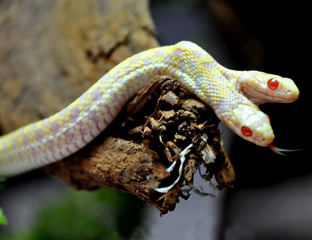 Сросшиеся ящерицы. Королевская змея Калифорнийская Albino. Королевская Кобра альбинос. Двухголовая змея альбинос. Гадюка альбинос.