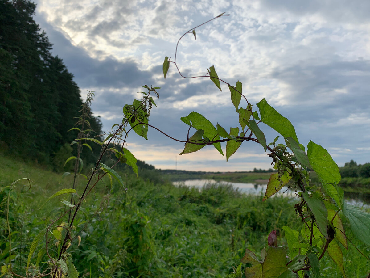 Деревня Черногубово. Река Тверца
