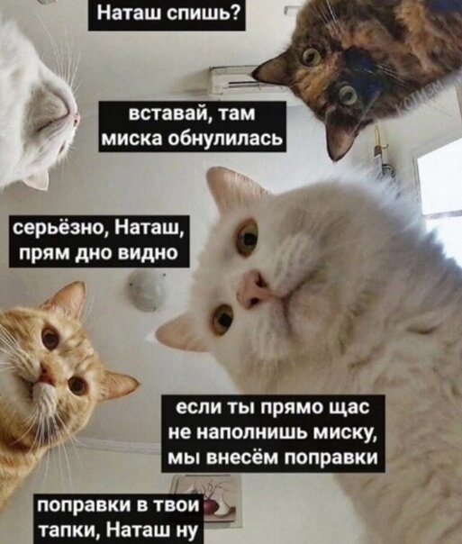 МЫ уникальная цивилизация: у нас культурные коты и нет трансформаторов