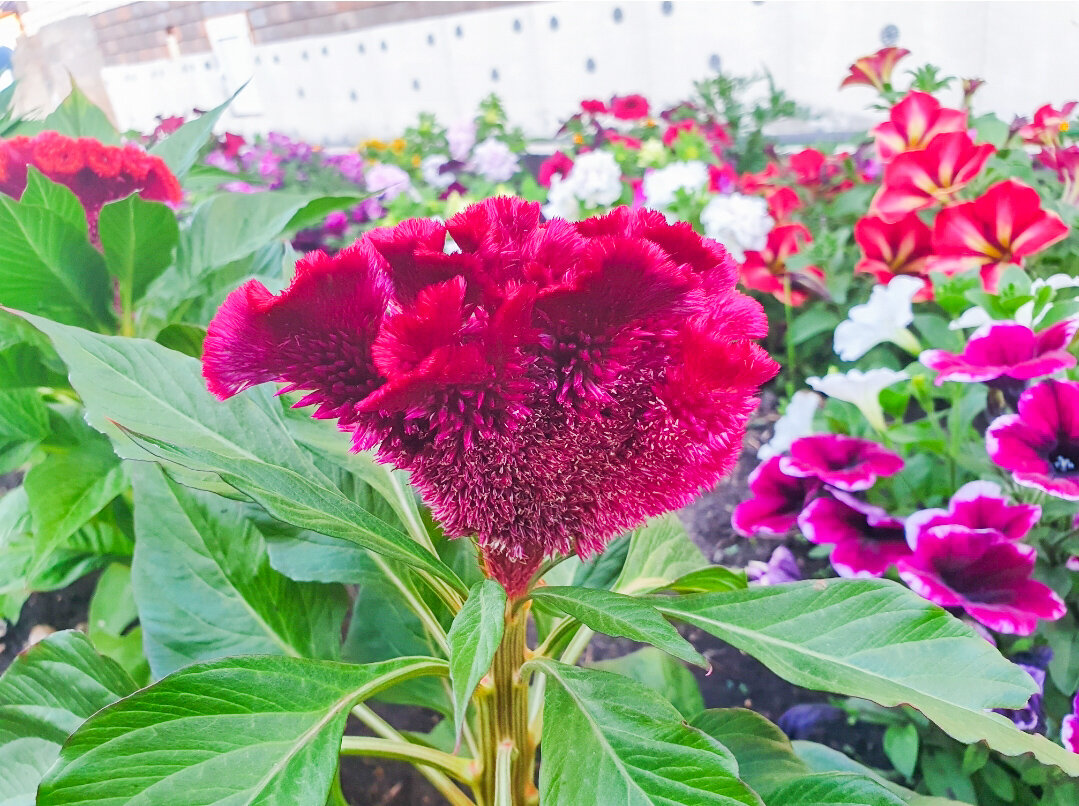 Как вообще такое может вырасти?))