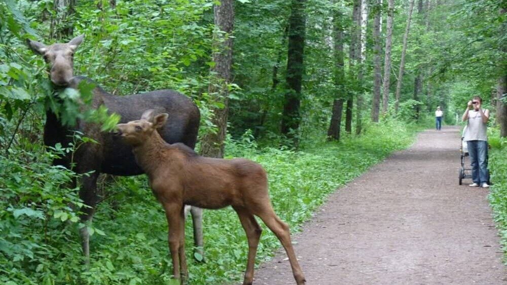    Принят федеральный закон, по которому московская городская часть нацпарка «Лосиный остров» передается под управление правительства Москвы. Экологи бьют тревогу: вместе с московскими миллиардами в «Лосиный остров» может прийти благоустройство, которое нанесет ему непоправимый ущерб.