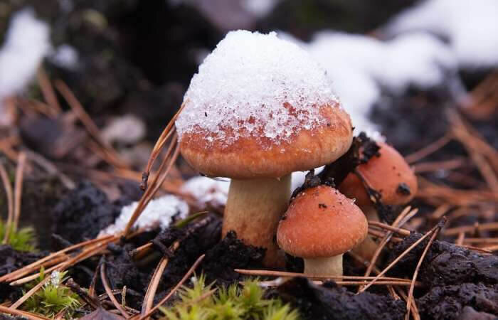 Грибы из пластиковых бутылок | Поделки, Искусство из пластиковых бутылок, Летние поделки