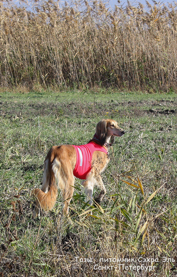 Тазы - Сэхра Эль Алия, питомник "СЭХРА ЭЛЬ". Фотограф - Любовь Румянцева