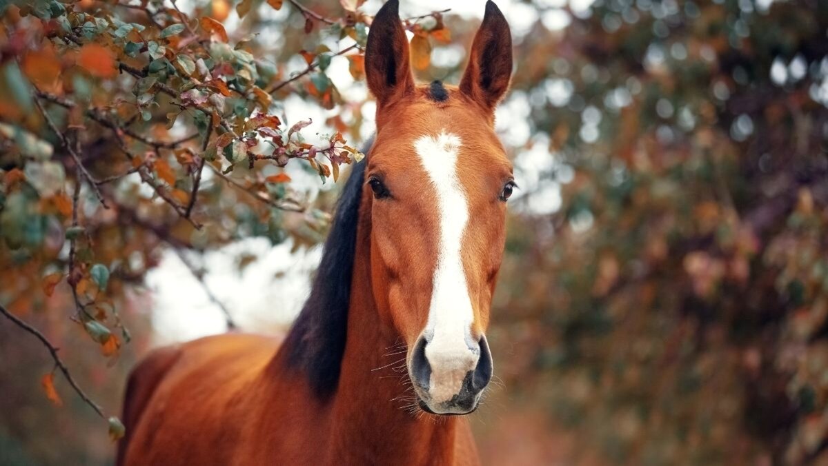 Фото: horsebreedspictures-com