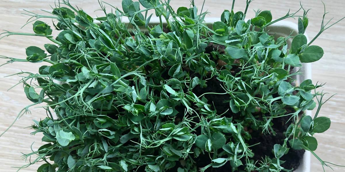 Фото: city-farmer.ru