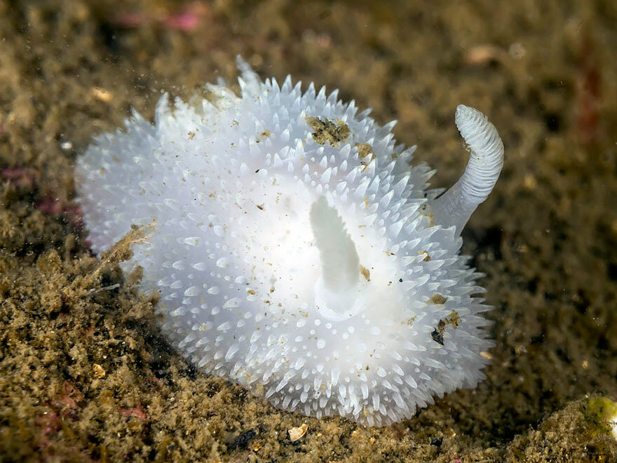 Acanthodoris Pilosa. Фото с сайта https://www.pinterest.com/