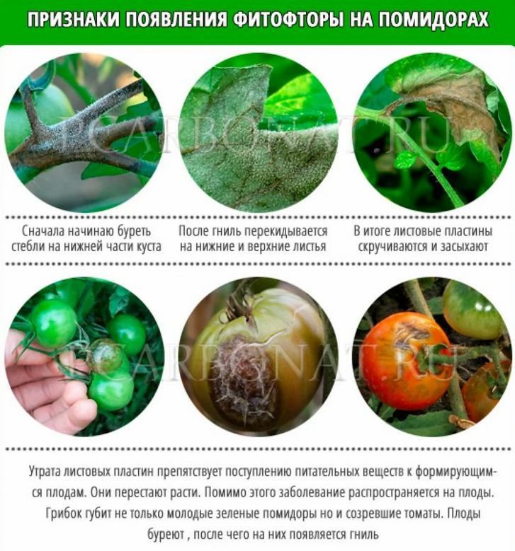 Народные средства от фитофторы на помидорах. Признаки поражения растений томата фитофторой. Способы борьбы с фитофторой. Болезни и вредители томатов. Профилактика фитофторы томатов..