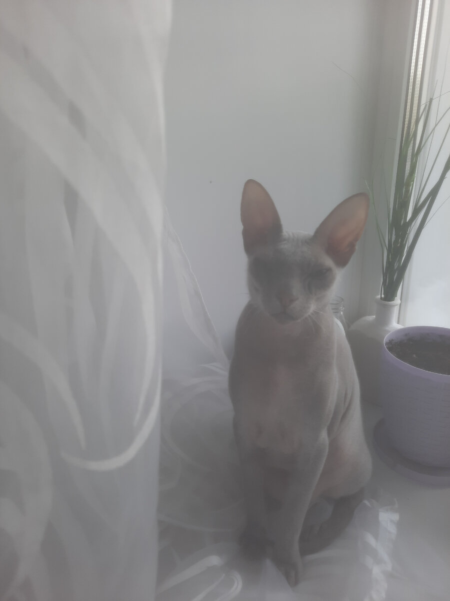 И почему у нас раньше шторы не было? 