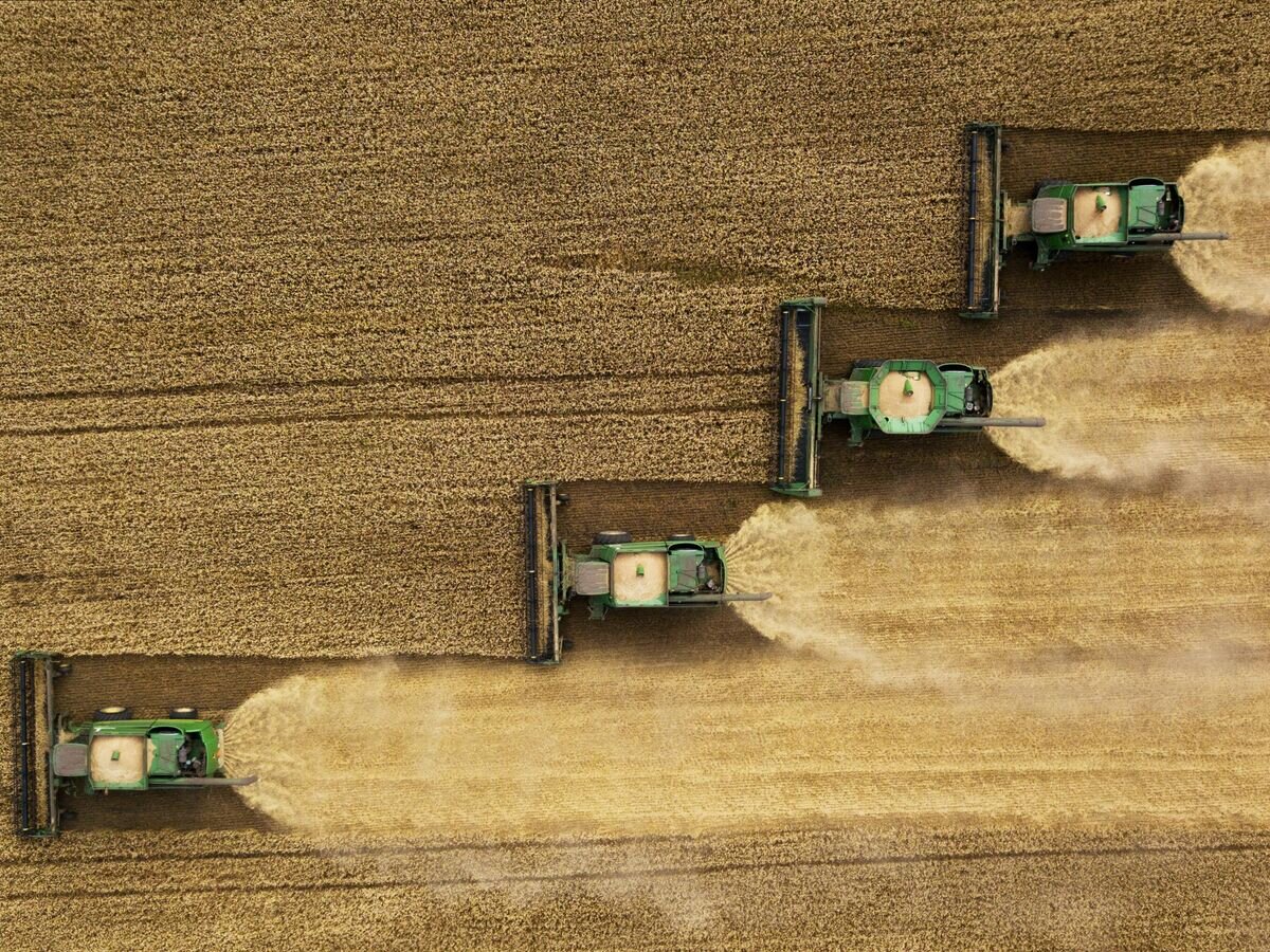 Комбайны во время уборки урожая пшеницы в Новосибирской области© РИА Новости / Александр Кряжев