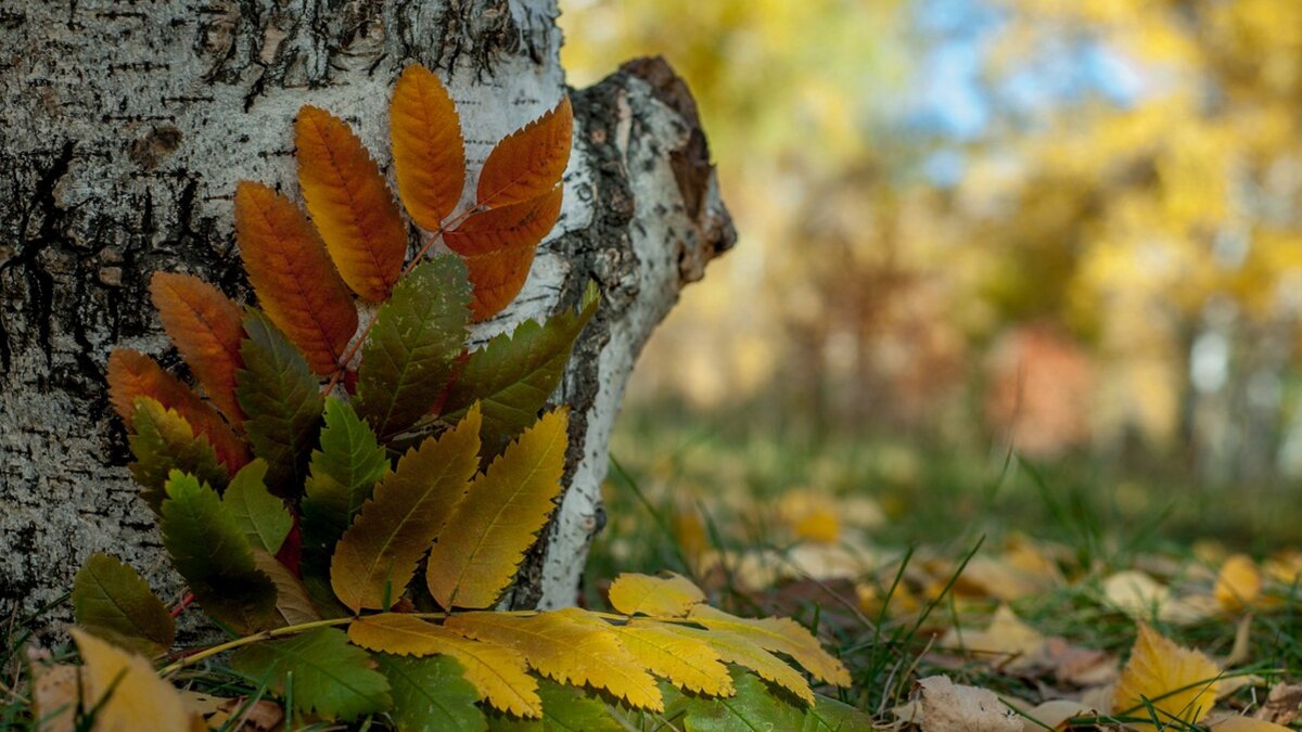     За минувшие сутки осадки шли в Лесозаводске и Красном Яре Приморского края. Зато 7 сентября погода ожидается ясная и теплая — температура воздуха достигнет +22…+29 °C.