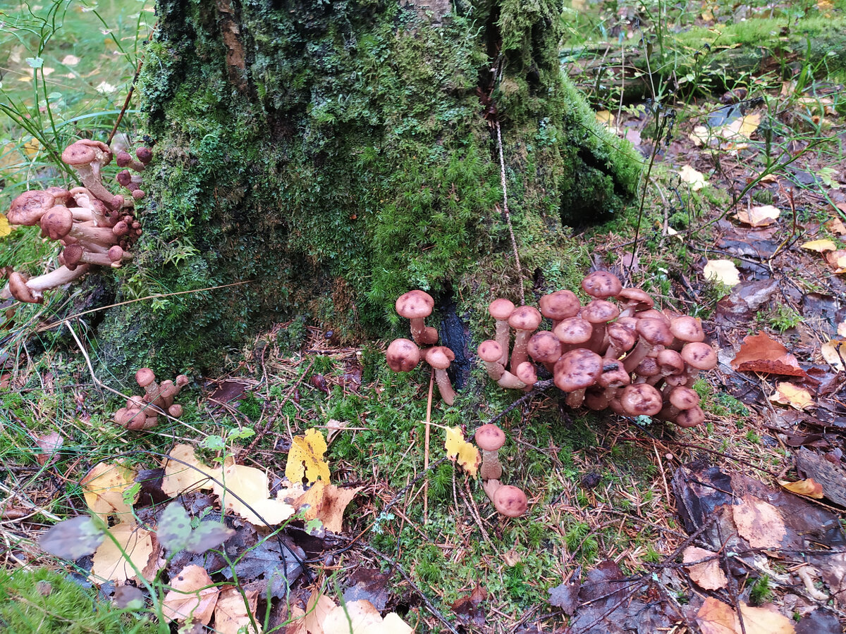Растут не только на берёзах