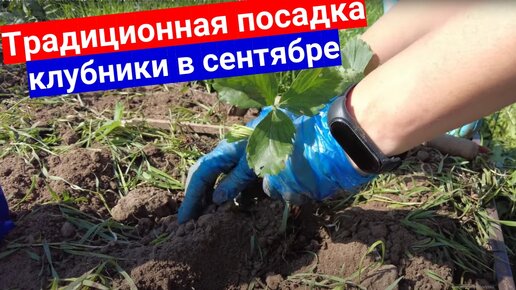 Традиционная осенняя посадка клубники, размножение клубники укорененными усами