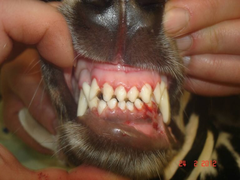 По всем вопросам: +7 (925) 514-79-30
Звонок бесплатный
Адреса наших клиник:
м.Волжская, ул. Шкулёва, д. 7а.
пос. Володарского ул. Центральная 2а
м.Митино, ул. Генерала Белобородова, д.11