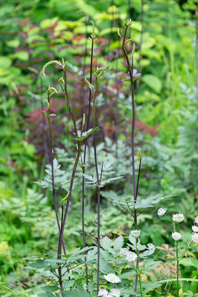 Дружит с холодными бирюзовыми клопогонами, как медь с патиной. У клопогонов стебли темные не случайно. Это моя маленькая одержимость - темные стебли у многолетников. 