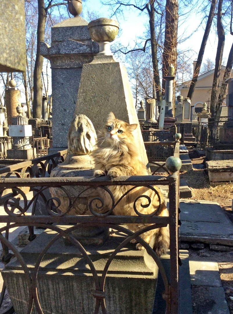 Кошка Рыся