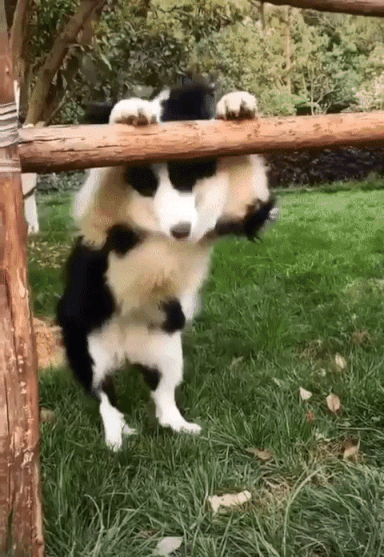  Ты, новый хозяин?!! Держи пять!