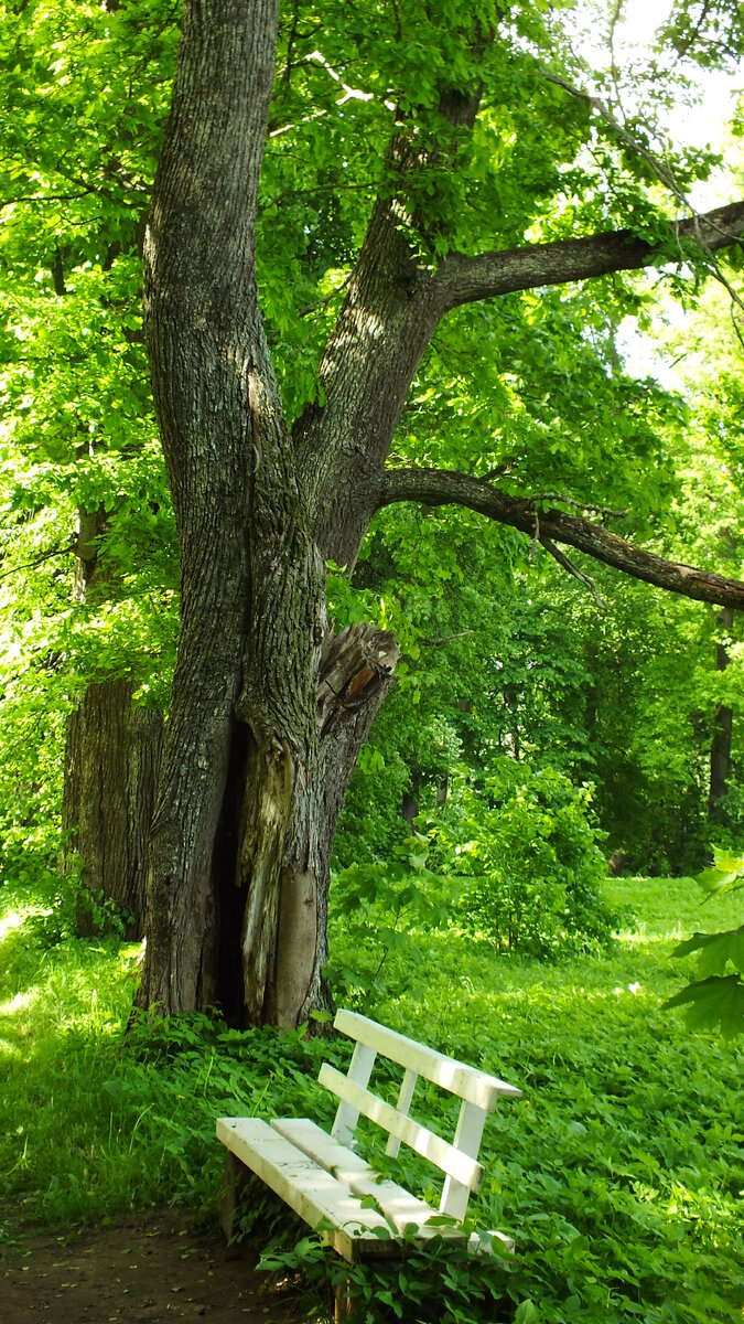 Не Михайловское. Набоковское.