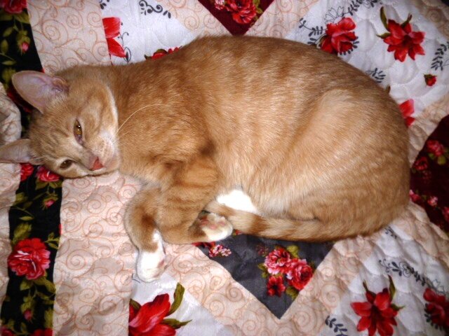 Этюд в пёстрых тонах