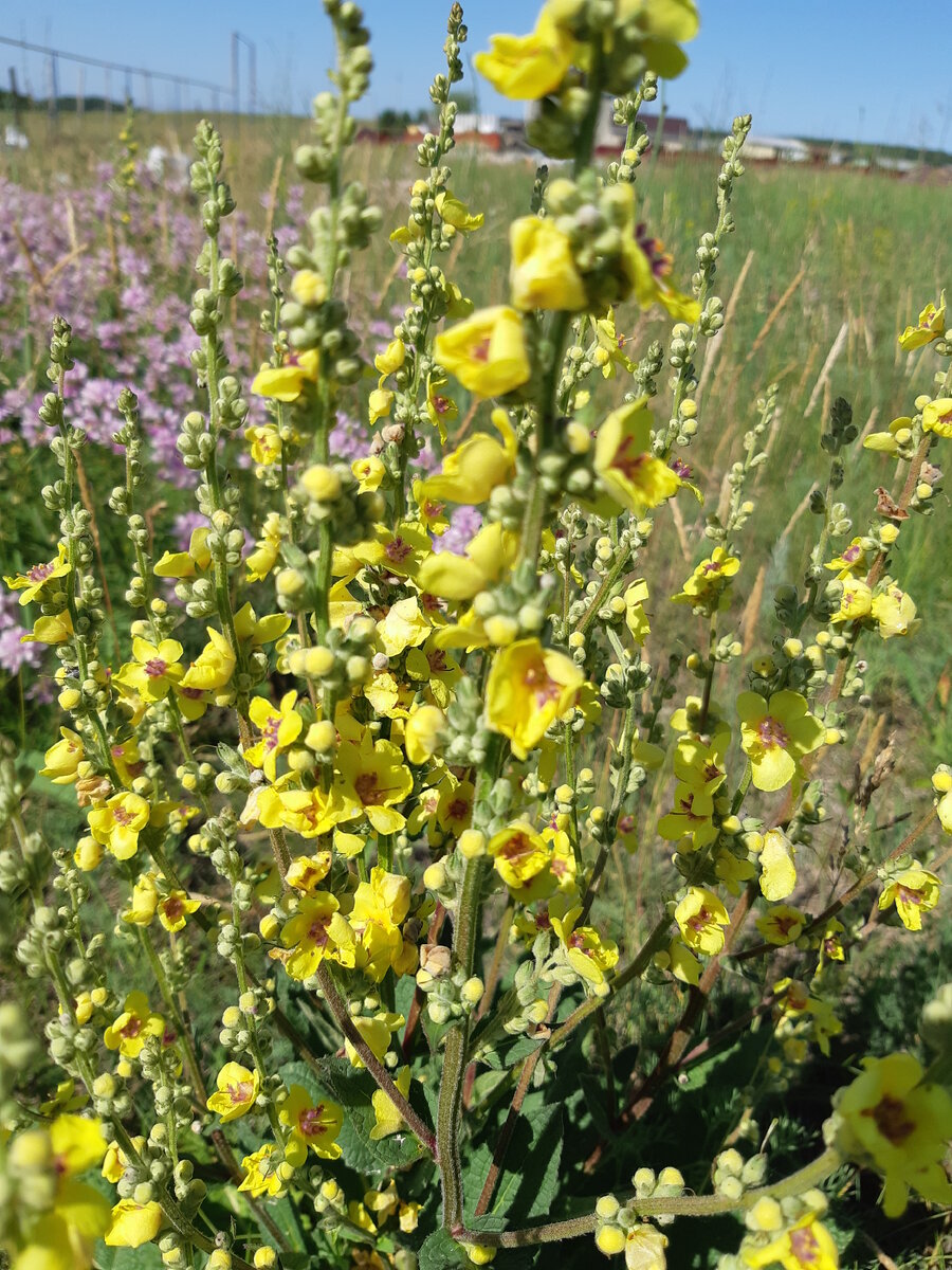 Коровяк Verbascum Honey Dijon