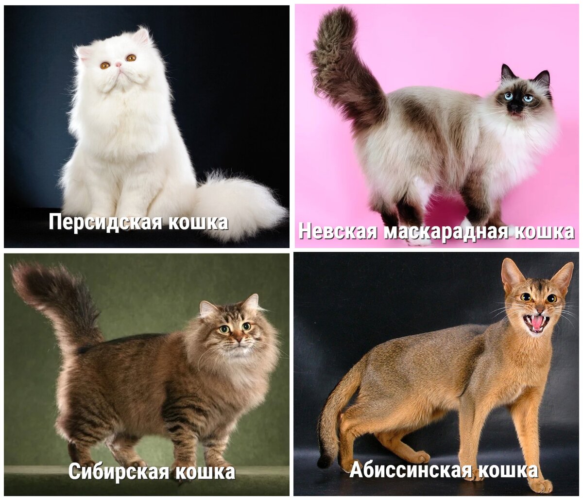 Породы кошек в россии с фотографиями