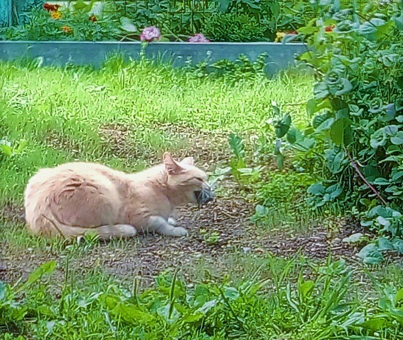 Дуся принесла мышь