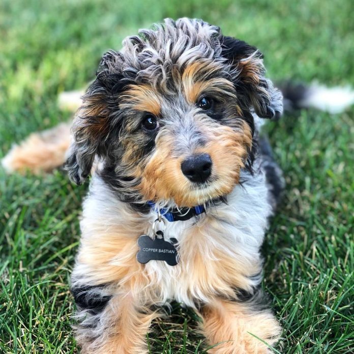 https://www.dogbeast.com/pet/aussiedoodle/