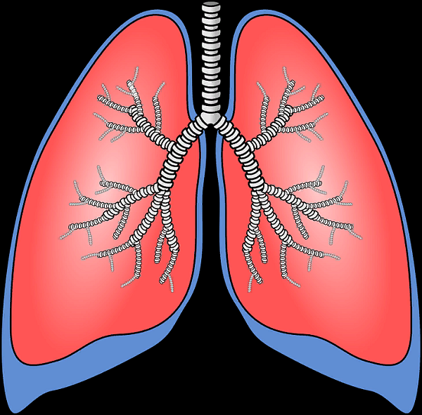 https://cdn.pixabay.com/photo/2013/07/12/19/03/lungs-154282_960_720.png