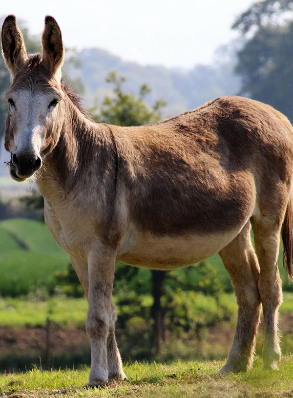 https://www.equinenow.com/content/mule-animal.jpg