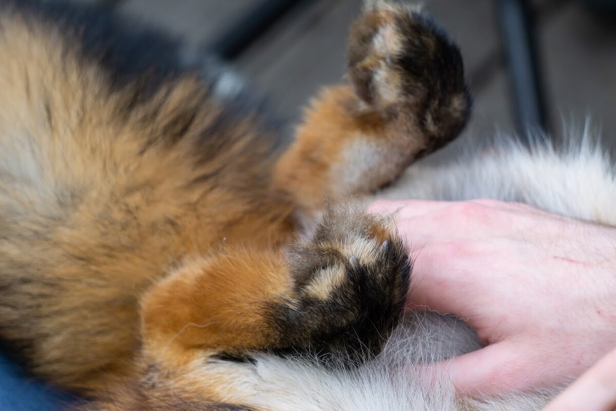 Можно почесать!