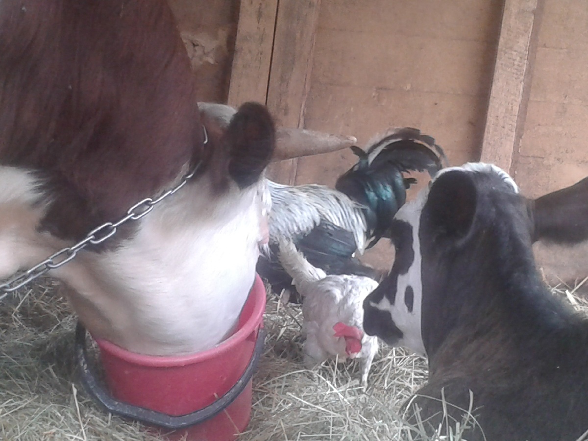 Буян с друзьями.