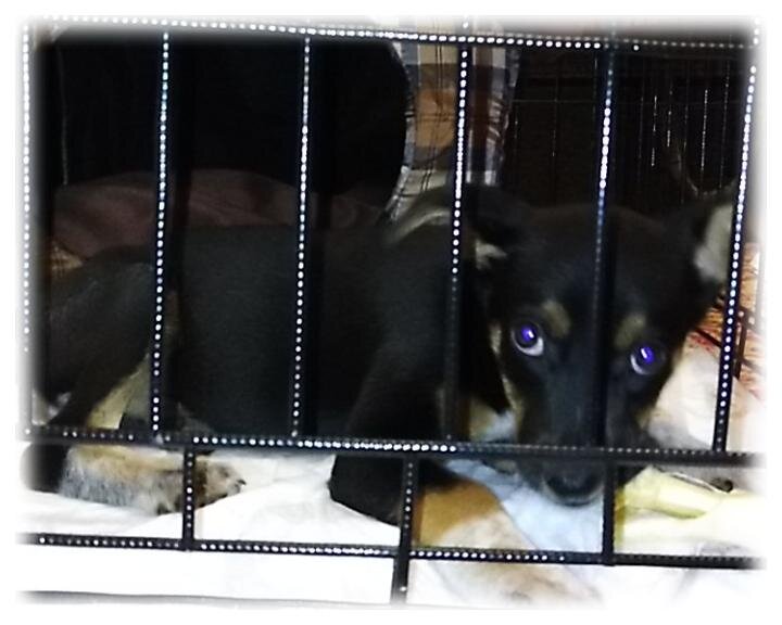 Бэтти в родной клетке...