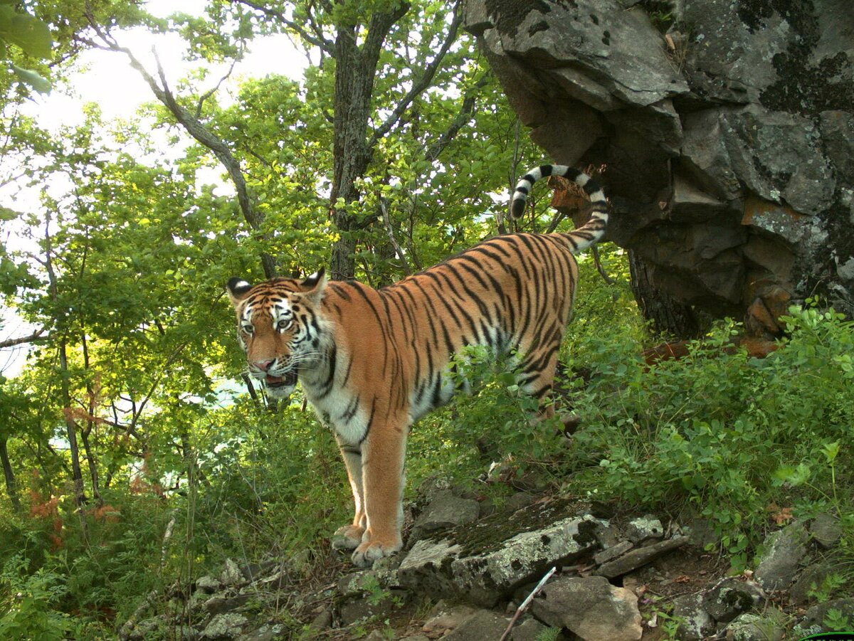 Национальные парки тигры