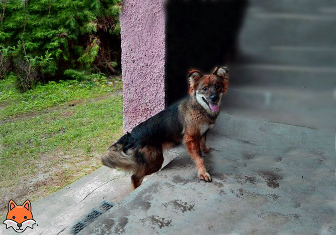 Собака, которую мы спасли спустя почти 3 месяца.