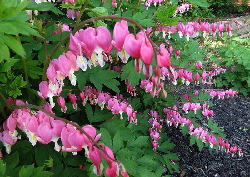 Дицентра великолепная 