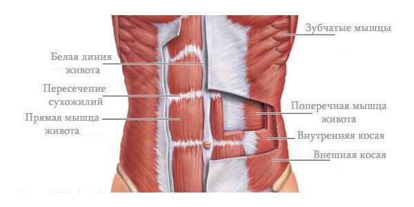 Строение мышц живота.