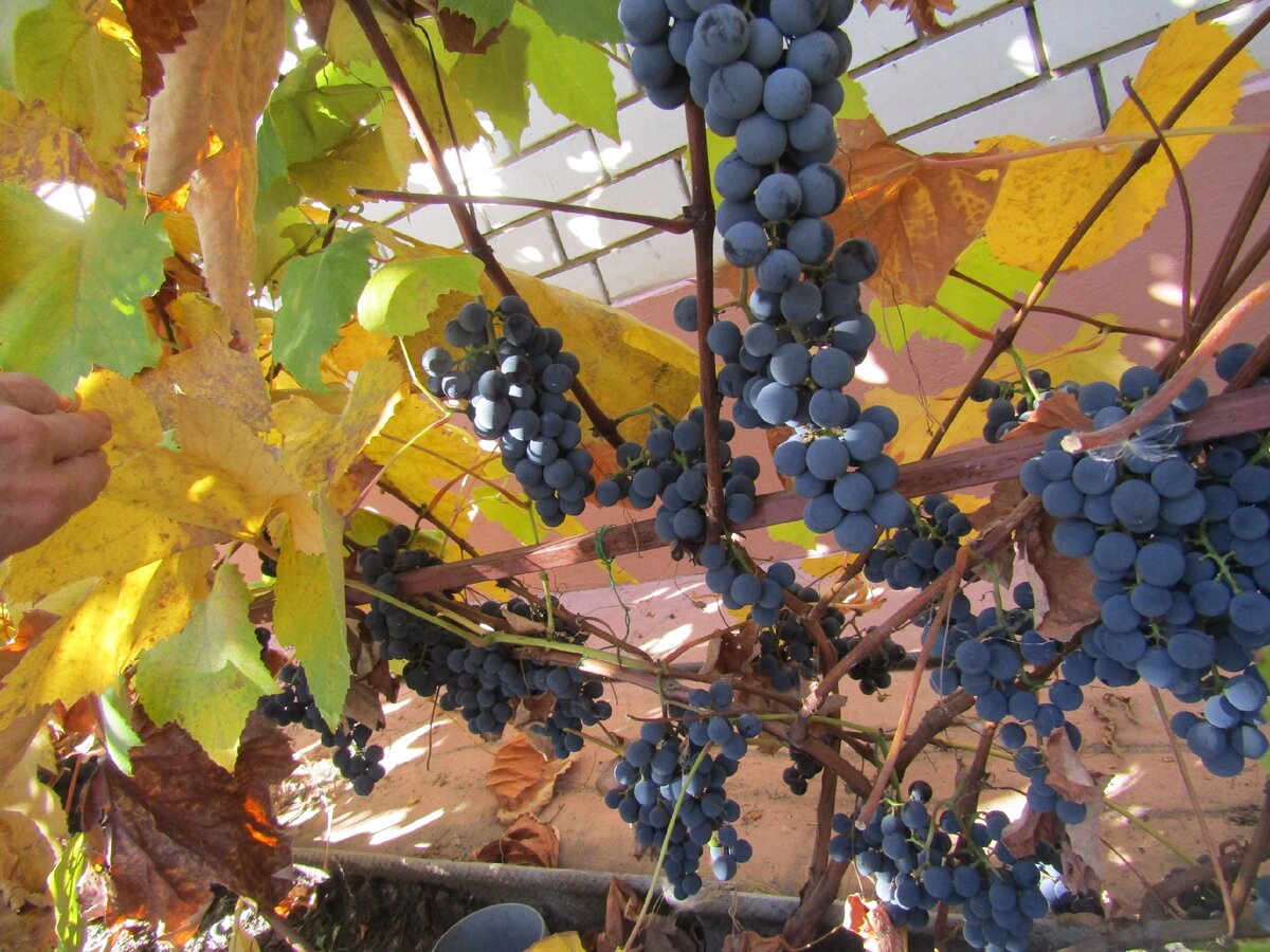   Виноград   ,  только  что  сорванный  с  лозы  ,  имеет   необыкновенный  вкус  и  аромат. 