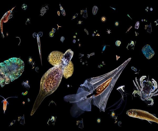 https://i2.wp.com/s1.travelask.ru/system/images/files/000/357/703/wysiwyg/Plankton-Slider-1920.jpg
