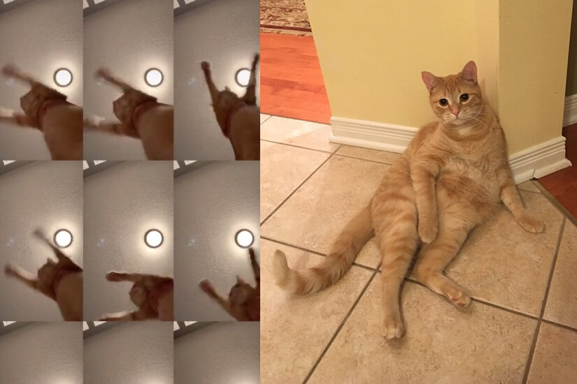 Tiktok / Jade Taylor; Instagram / @thesandmancat