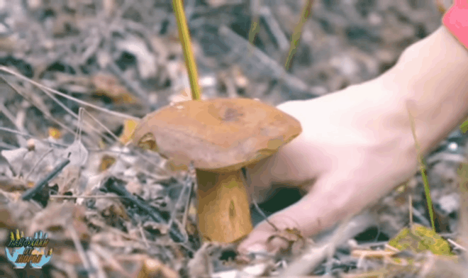 Из открытых источников