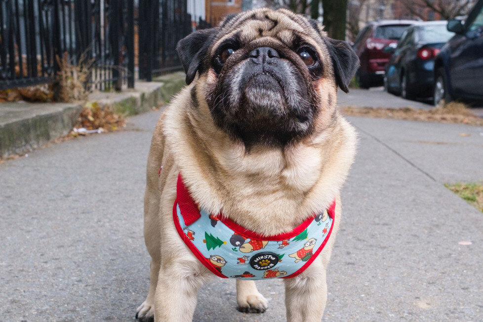 Этот мопс имеет страницу в Instagram и 