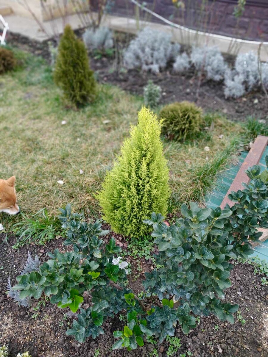 А Вы купили ёлку? Купрессус Вилма Голдкрест - мой выбор. | Shiba-Хата | Дзен