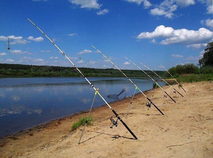 Шеренга донок к встрече карасей готова