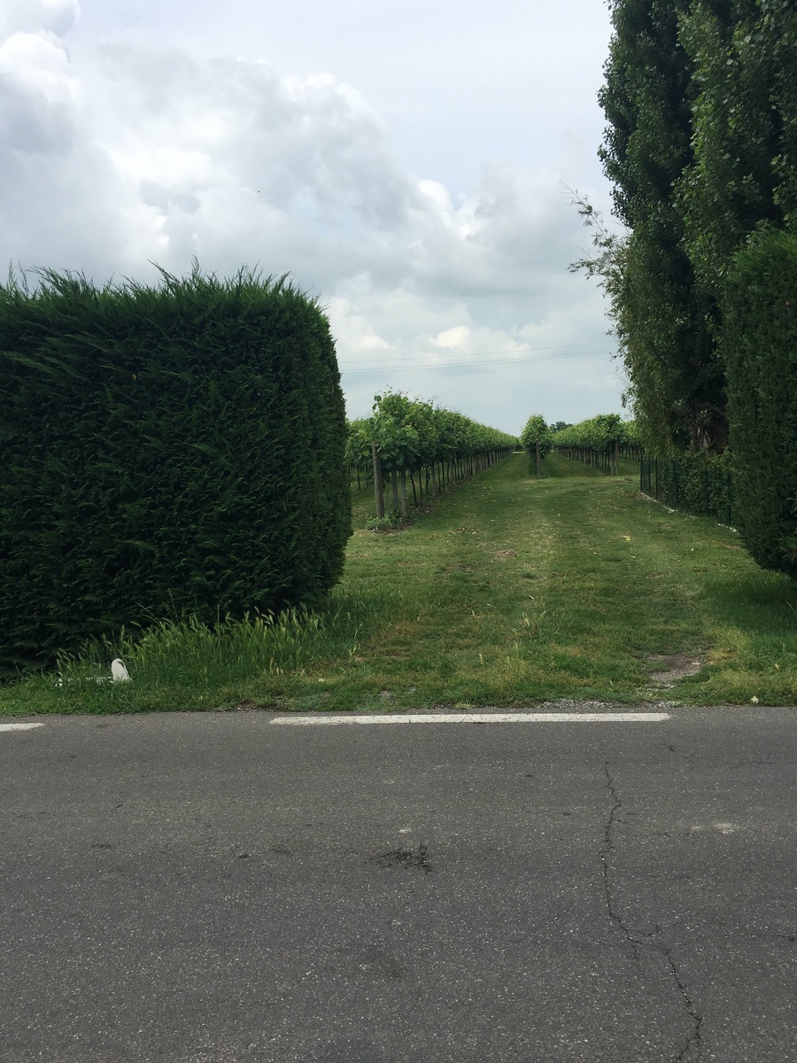 Личное фото автора, виноградник, регион Эмилья-Романья, 2018.