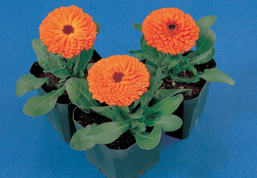 Календула - Calypso Orange with Black Center.                                                                                      Ссылка на изображение http://sakata.in.ua/media/catalog/product/cache/5/image/9df78eab33525d08d6e5fb8d27136e95/c/a/calendula_calypso_orange_w_black_center.jpg