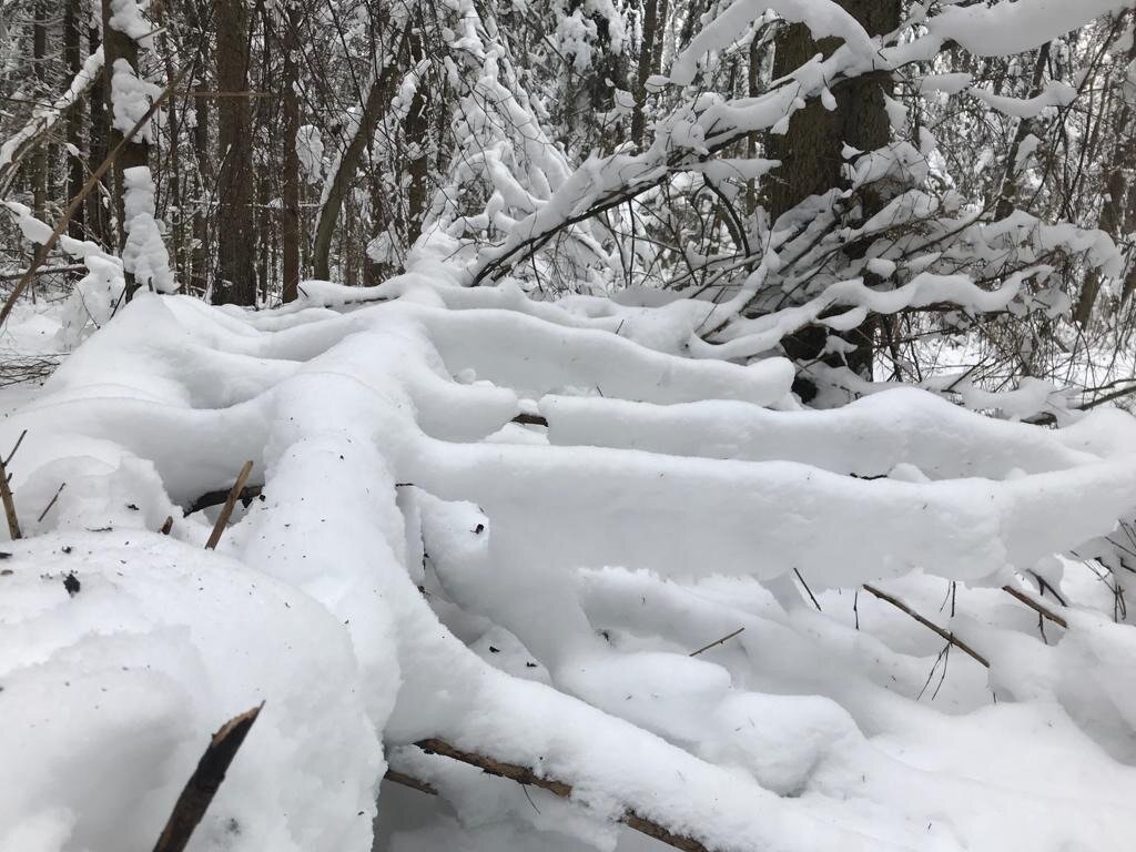 «Такое увидишь не часто»
