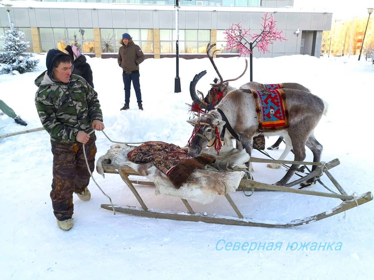 Оленья упряжка на Чукотке