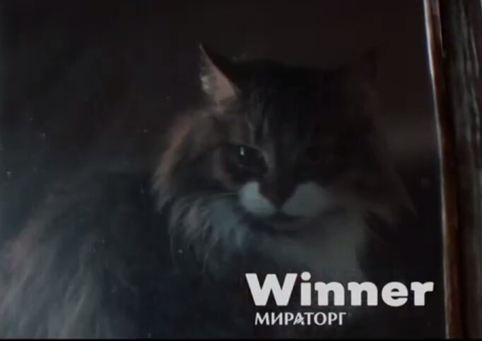 Скриншот фрагмента видеорекамы корма Winner